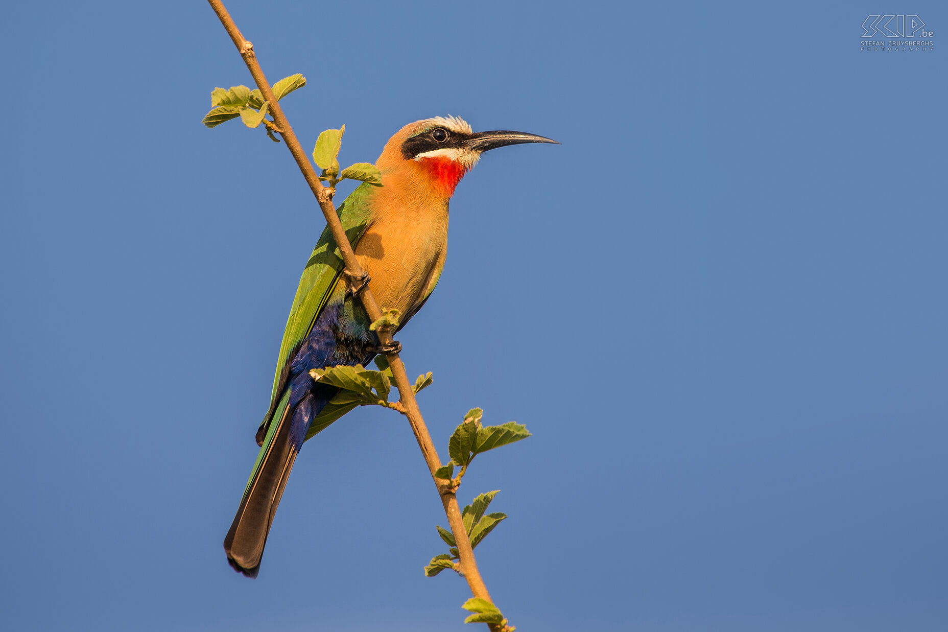 Lower Zambezi - White-fronted bee-eater (Merops bullockoides) Stefan Cruysberghs